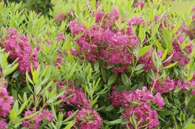 Produktbild von Rotes Lorbeerröslein - Lorbeerrose - Kalmia angustifolia Rubra - 20-30cm