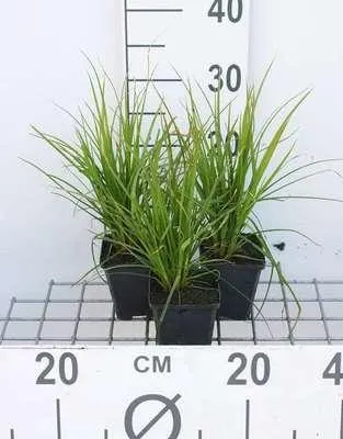 Obrázek produktu pro 6 x Cyperus alternifolius - Cyperus alternifolius - květináč 9 x 9 cm