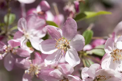 Produktbild von Malus 'Hillieri', Zierapfel, 60–100 cm
