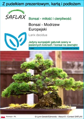 Zdjęcie produktu dla SAFLAX - Zestaw prezentowy - Bonsai - Modrzew Europejski - 75 Nasiona - Z pudełkiem upominkowym, etykietą wysyłkową, kartą podarunkową i podłożem uprawowym - Larix decidua
