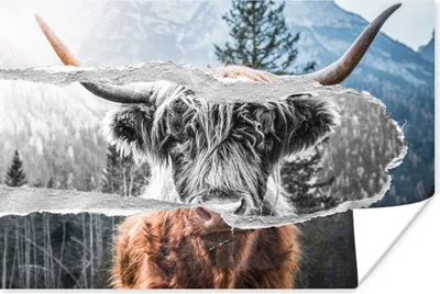 Produktbild von MuchoWow® Poster Schottischer Highlander - Kuh - Schwarz - Weiß 90x60 cm - Schlafzimmer