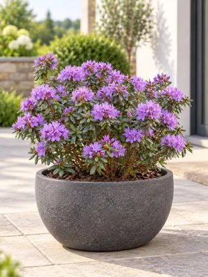 Zdjęcie produktu dla Krzewiący się rododendron "Ramapo", ok. 40 cm wysokości, odporna na mróz alpejska róża o fioletowych kwiatach, idealna do ogrodu, donic i ogrodów skalnych, Obraz wygenerowany przez AI