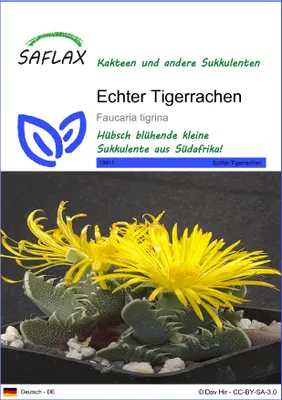 Produktbild von SAFLAX - Kakteen - Echter Tigerrachen - 40 Samen - Faucaria tigrina