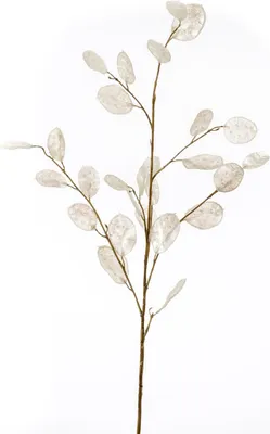 Produktbild von artplants.de Dekozweig Lunaria Zweig BUELNA, Creme, 105cm - Kunstzweig/Silberblatt künstlich