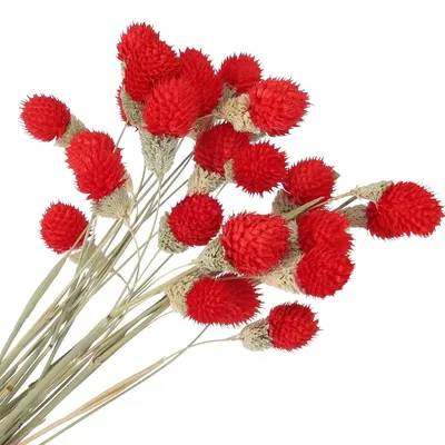 Imagen del producto de 30 piñas pequeñas para decoración de jarrones