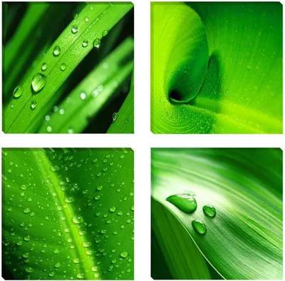 Produktbild von Visario Leinwandbild Grüne Blätter 60x60 cm – 4-teilig, Bild Wandbild Kunstdruck, aufhängfertig, Echtholzrahmen, Zackenaufhänger, Art. 6601