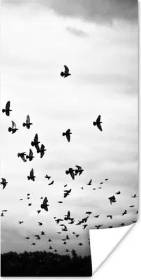Produktbild von MuchoWow® Poster Tiere - Vögel - Wolken - Schwarz - Weiß 60x120 cm - Wandschmuck
