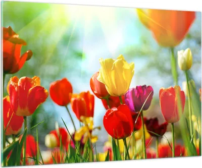 Produktbild von Bilder auf glas - Tulpe Blume Plantage Wiese - 100x70cm - Glasbilder - Wandbilder - Kunstdruck - zum Aufhängen bereit - Wanddekoration aus Glas - Glas Bilder - Wandbild auf Glas - GAA100x70-2566