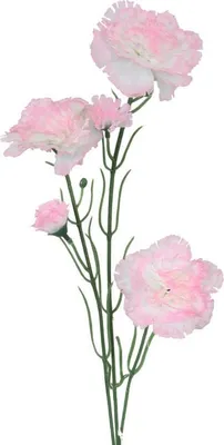 Immagine prodotto di Rametto Di Cinque Garofani Bianchi E Rosa