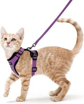 Produktbild von Famanu Katzengeschirr mit Leine - Verstellbar, Lila, XS