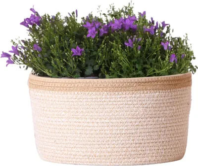 Produktbild von Campanula Addenda Ambella Intense Purple 3er Set – Glockenblume lila im Baumwollkorb mit Bewässerungsreservoir – Topfgröße 12cm – winterhart, lang blühend für Balkon, Garten & Wohnraum