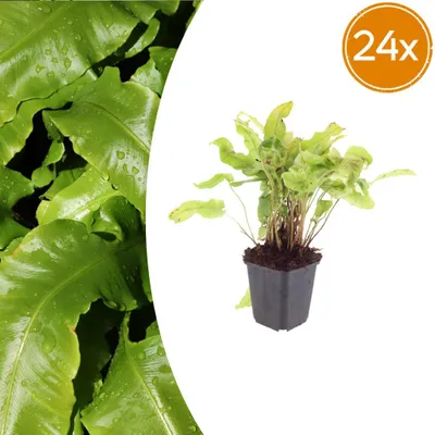 Zdjęcie produktu dla Asplenium scolopendrium | 24 sztuki - 10-25cm - Ø9cm - Roślina ogrodowa