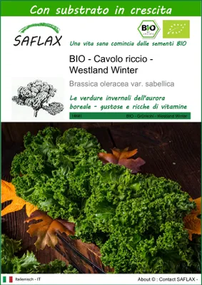 Immagine prodotto di SAFLAX  -- Cavolo riccio - Westland Winter - 70 semi - Con substrato - Brassica