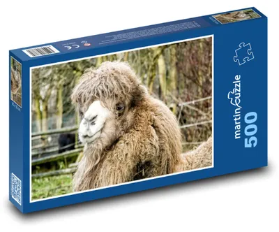 Produktbild von Puzzle 500 Kamelkopf im Zoo - martinpuzzle