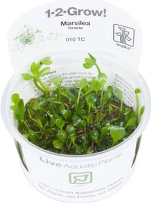 A potted aquatic plant in its packaging.