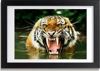 Produktbild von Bild 30x20 MDF-Rahmen, Wandkunst roaring tiger
