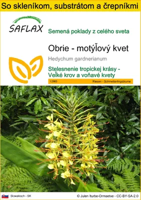 Obrázok produktu pre SAFLAX Kultivačný set - Obrie - motýľový kvet - Hedychum gardnerianum - 10 Semená - S mini skleníkom, pestovateľským substrátom a 2 črepníkmi
