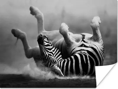 Produktbild von MuchoWow® Poster Zebra - Tiere - Schwarz - Weiß 120x90 cm - Wandbild