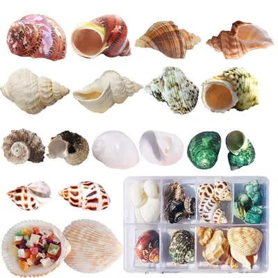 Image de Solidchoice - 17 coquilles naturelles pour crabes ermites