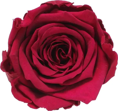 Produktbild von Infinity Rose L Ø5cm konserviert stabilisiert haltbar Rosenkopf ewige Rosenblüte 1 St. Bordeaux (pin02)