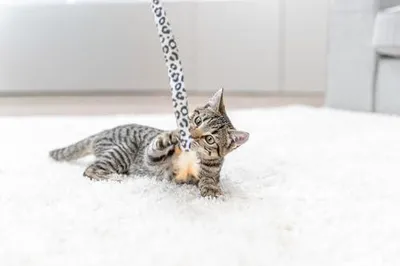 Image de Trixie Canne à pêche pour chat au motif léopard