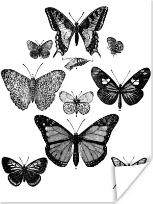 Produktbild von MuchoWow® Poster Eine Schwarz-Weiß-Illustration von einigen Schmetterlingen 120x160 cm - Wandbilder
