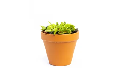 Obrázok produktu pre Gardners Dionaea, priemer 12 cm
