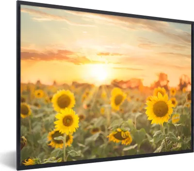 Produktbild von MuchoWow® Gerahmtes Poster Sonnenblume - Sonne - Blumen 80x60 cm - Poster mit Schwarzem Bilderrahmen Wandposter Rahmen Foto Bilder - Schwarzem - Mit Gestell