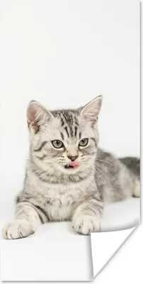 Produktbild von MuchoWow® Poster Kitten - Weiß - Sohle - Mädchen - Kinder - Jungen - Kind 20x40 cm - Plakat - Foto