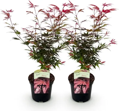 Produktbild von GreenboutiQ - Balkonpflanze - Japanischer Ahorn - Acer palmatum Shaina - Rot - 2 Pflanzen - Laubabwerfend - Topf 19cm Höhe 70cm