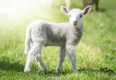 Produktbild von 3 D Ansichtskarte Schäfchen, Postkarte Wackelkarte Hologrammkarte Tiere Tier Schaf