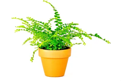 Obrázek produktu pro Gardners Nephrolepis, průměr 6 cm