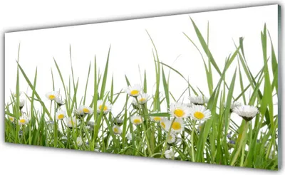 Produktbild von Acrylglasbilder 125x50 Wandbild Druck Gras Gänseblümchen Natur