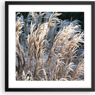 Produktbild von Gerahmtes Poster - Schwarzer Rahmen - Stock Ähren Boho - 40x40 cm - Wand Bild - Wanddeko - Wandbilder - Kunstposter - Wandposter - Bilderrahmen - Bilder - Kunstdruck - Wanddekoration - P2BAC40x40-4523
