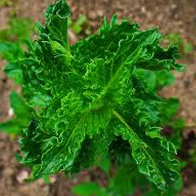 Produktbild von 6 x Marokkanische Minze  - Mentha spicata 'Crispa'  | Topf 9cm x 9cm