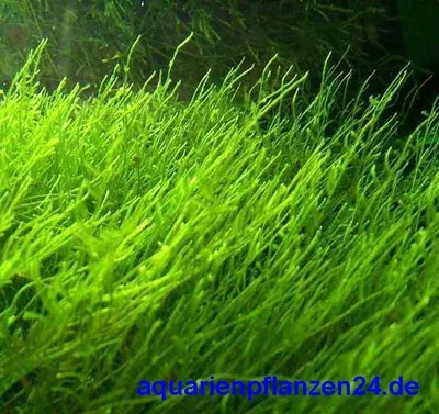 Produktbild von 5 Handgrosse Portion Javamoos f. Aquarium