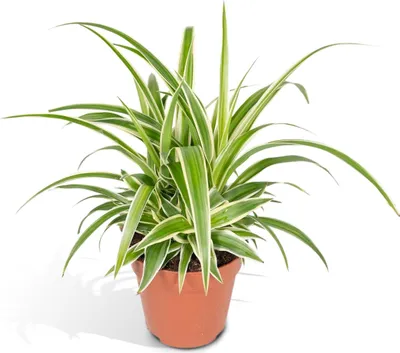 Image de Meergroothandel Chlorophytum - 25 cm, Ø12 cm