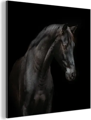Obrázok produktu pre Nástenná dekorácia Kovový kovový obraz Wall Art 50x50cm Kôň - Zvieratá - Čierna - Portrét Muchowow Hliníkové obrazy