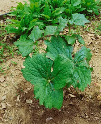 Produktbild von Podophyllum peltatum, Maiapfel, ca. 11x11 cm Topf, dekoratives Laub