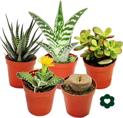Produktbild von 5 rôznych sukulentov v 5,5 cm kvetináci v sade