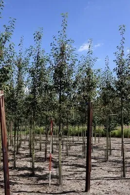 Zdjęcie produktu dla Amelanchier arborea 'Robin Hill' - Grusza Robin Hill Pojemnik 60-80 cm