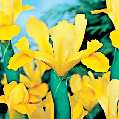 Image de Iris hollandais Golden Harvest 10 bulbes d'iris