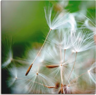 Produktbild von Julia Delgado: Pusteblume kuschelweich, Produkt:Leinwand, Größe (HxB):50x50 cm / Leinwand