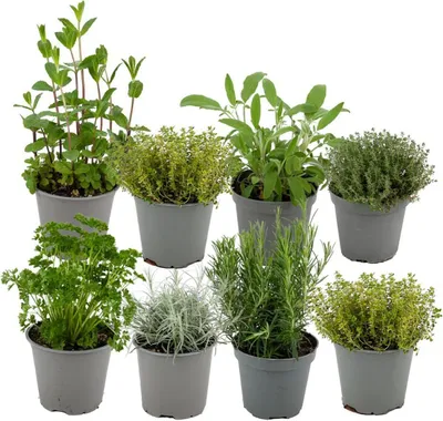 Produktbild von Zynesflora 8 Stück Italienische Kräuter Pflanzen im Ø 14 cm Pflanzentopf - Höhe: 12-15 cm - Kräutergarten Rosmarin Thymian Lavendel Bohnenkraut Salbei, Oregano.