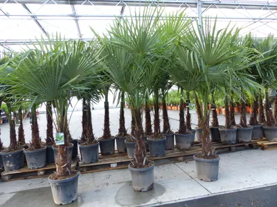 Produktbild von XXL+ Palme winterhart 170 - 190 cm Trachycarpus fortunei, Hanfpalme,