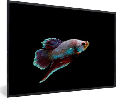 Produktbild von MuchoWow® Gerahmtes Poster Fische - Tiere - Licht 90x60 cm - Poster mit Schwarzem Bilderrahmen Wandposter Rahmen Foto Bilder - Fotorahmen - Foto-Plakat