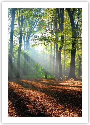 Produktbild von Poster - Poster ohne Rahmen - Wald Blätter Sonne - 50x70 cm - Wand Bild - Wanddeko - Wandbilder - Kunstposter - Wandposter - Bilder - Kunstdruck - Wanddekoration - Wandbild - P2XPA50x70-0136