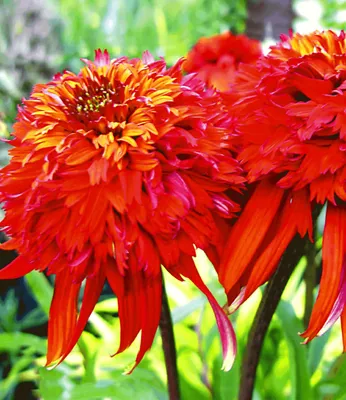 Produktbild von BALDUR Garten Duft-Echinacea Hot Papaya,3 Pflanzen, leuchtender Blickfang im Staudenbeet, lange blühend, pflegeleicht und winterhart, schmetterlingsfreundlich & trockenresistent