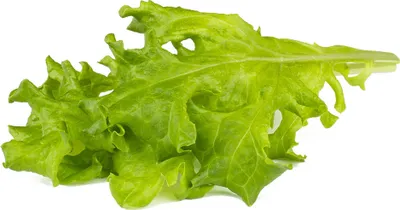 Produktbild von Click & Grow Click & Grow Smart Refill Oakleaf Lettuce 3pcs