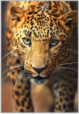 Produktbild von Wallario Wandbild Leopard in Nahaufnahme beim Laufen, Größe: 70,30 x 100,30 cm, Poster mit weißem Kunststoffrahmen